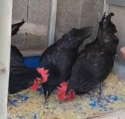 Black Australorp egg starter