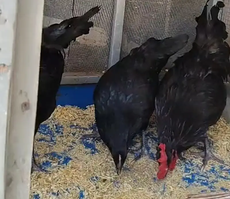 Black Australorp egg starter — photo 2