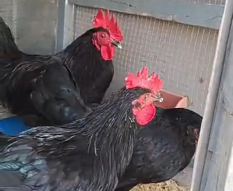 Black Australorp egg starter — photo 3