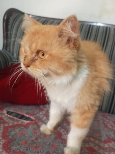 nice cat