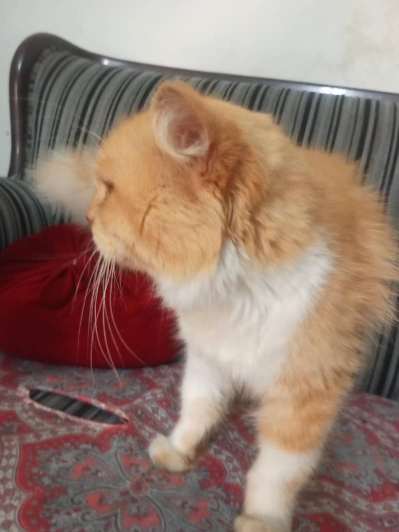 very good cat 1