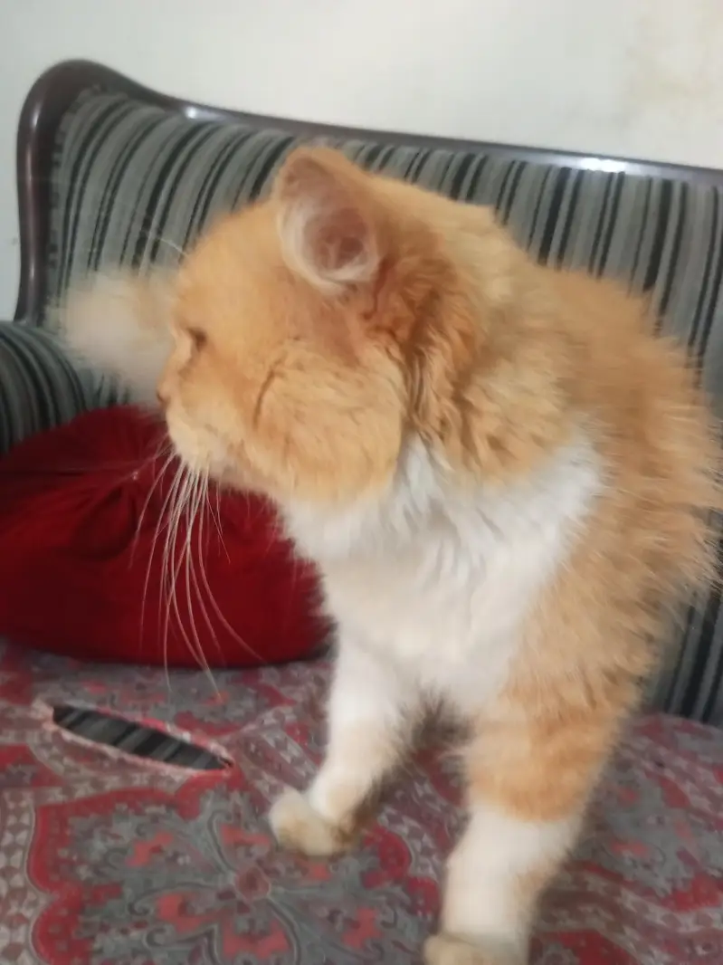 nice cat — photo 2