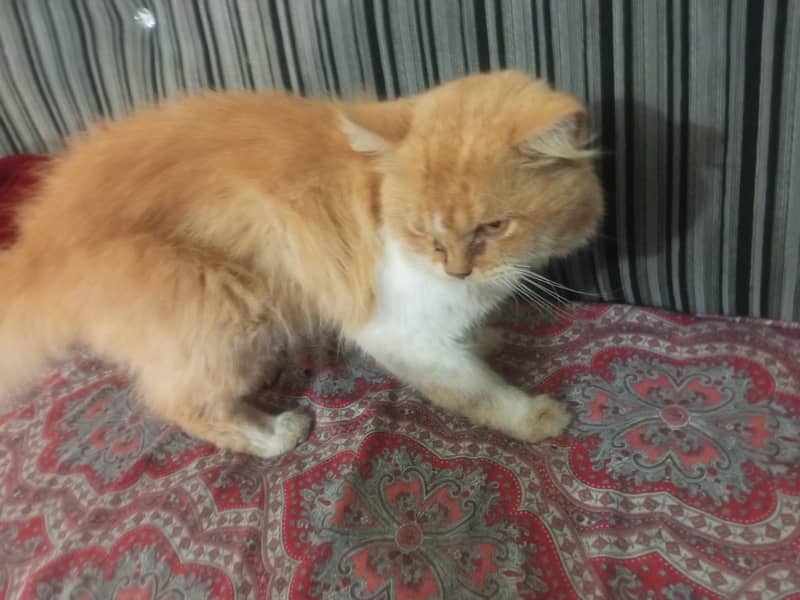 very good cat 2