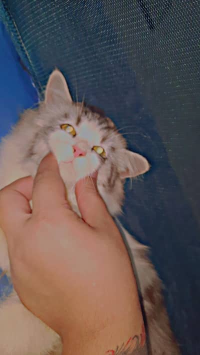 Cat for sale