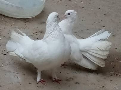 Fantail Fancy Pigeon (LAKKAY)
