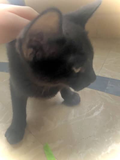 Semi persian cat for sale urgent need of money