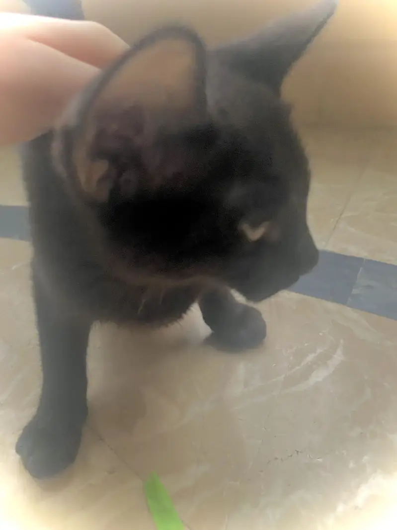 Semi persian cat for sale urgent need of money