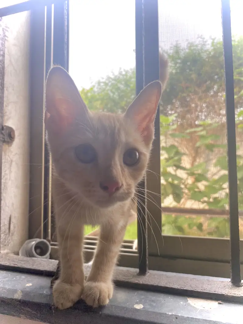 Semi persian cat for sale urgent need of money — photo 2