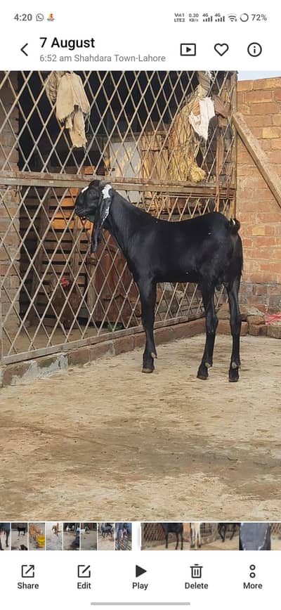 2 bakry for sale
