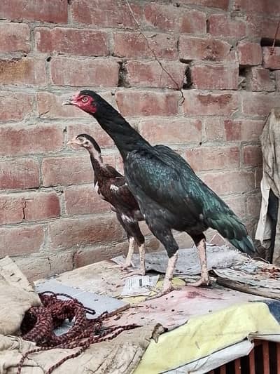 healthy aseel two pure hen and lay egg