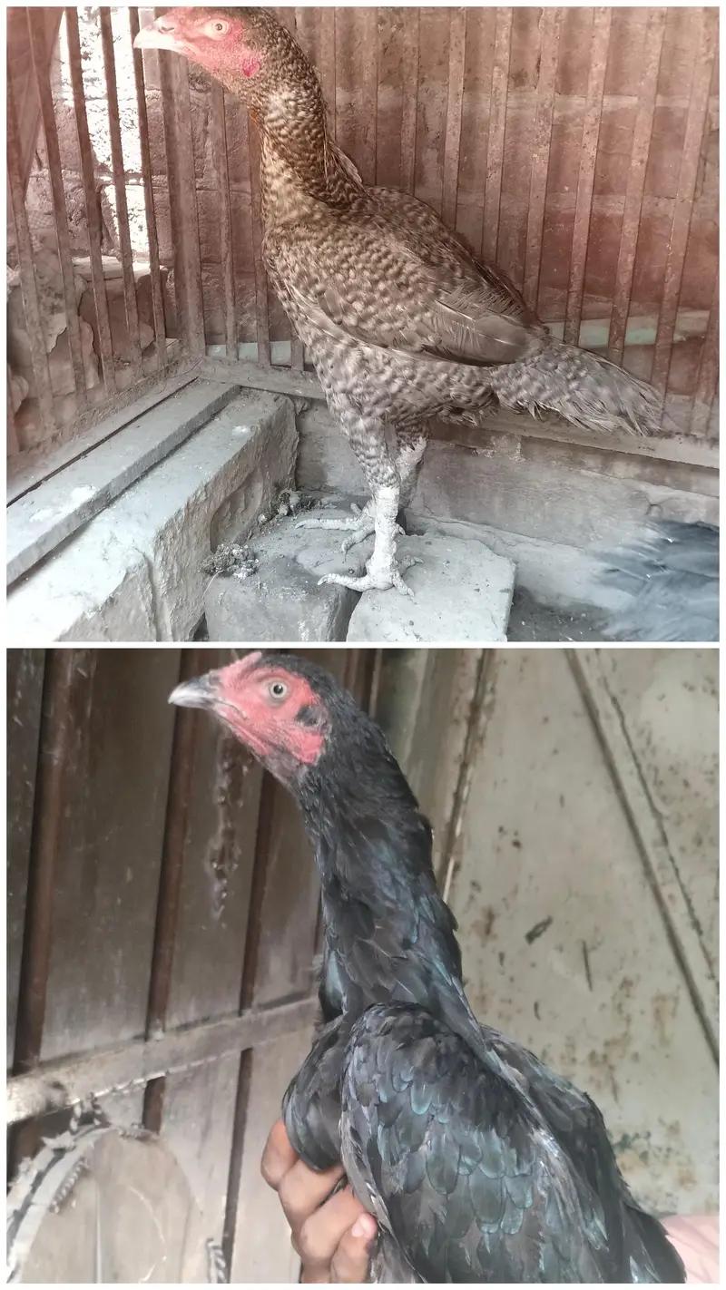 healthy aseel two pure hen and lay egg — photo 3