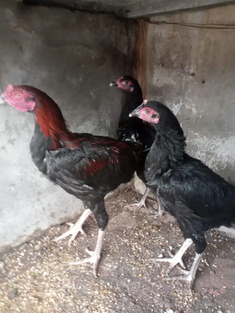 high quality  aseel pair low price ma — photo 2