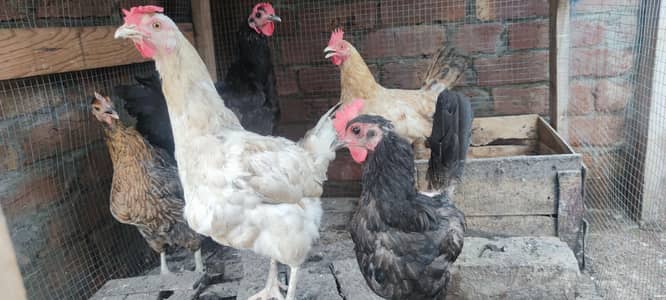 desi murgian and australorp