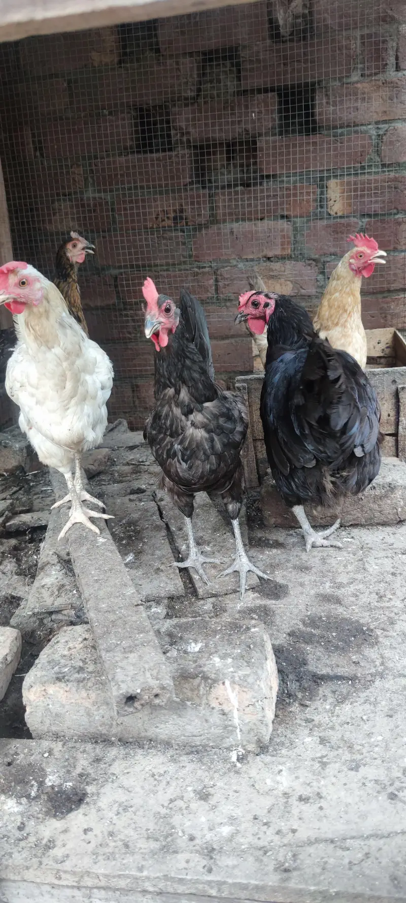 desi murgian and australorp — photo 2