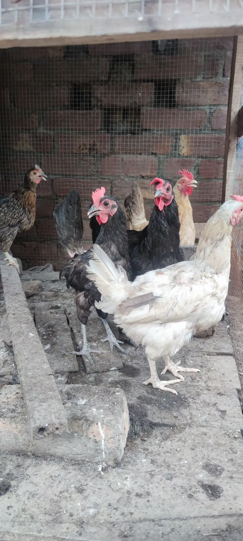 desi murgian and australorp — photo 3
