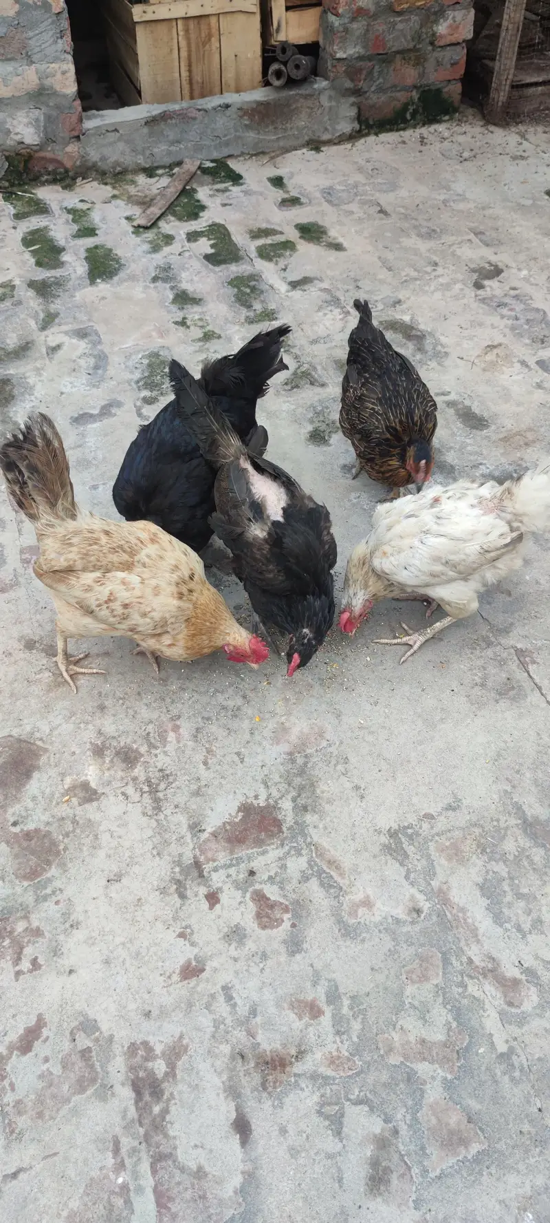 desi murgian and australorp — photo 4