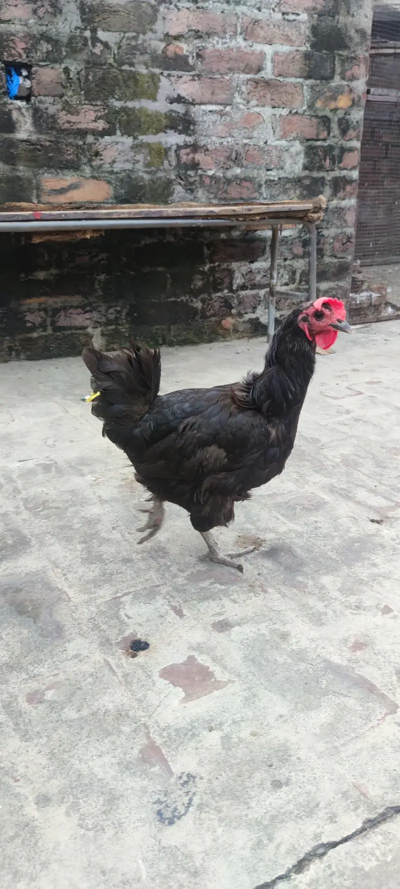 desi murgian and australorp — photo 5