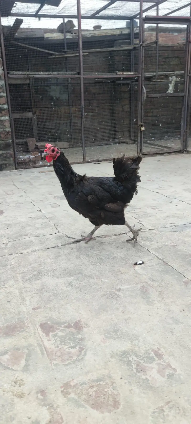 desi murgian and australorp — photo 6
