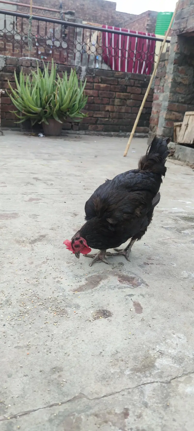 desi murgian and australorp — photo 7