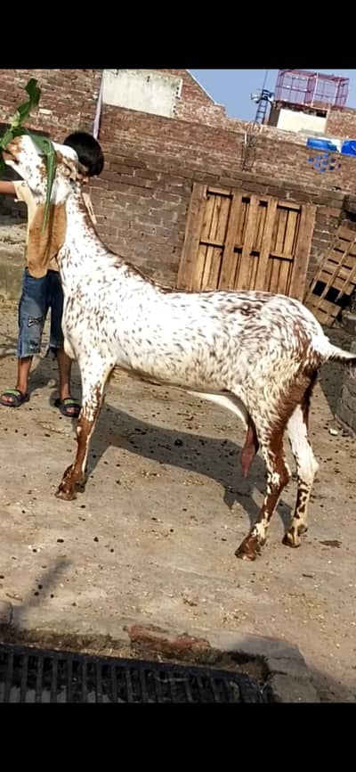 dasi makhi cheeni bakri with female path