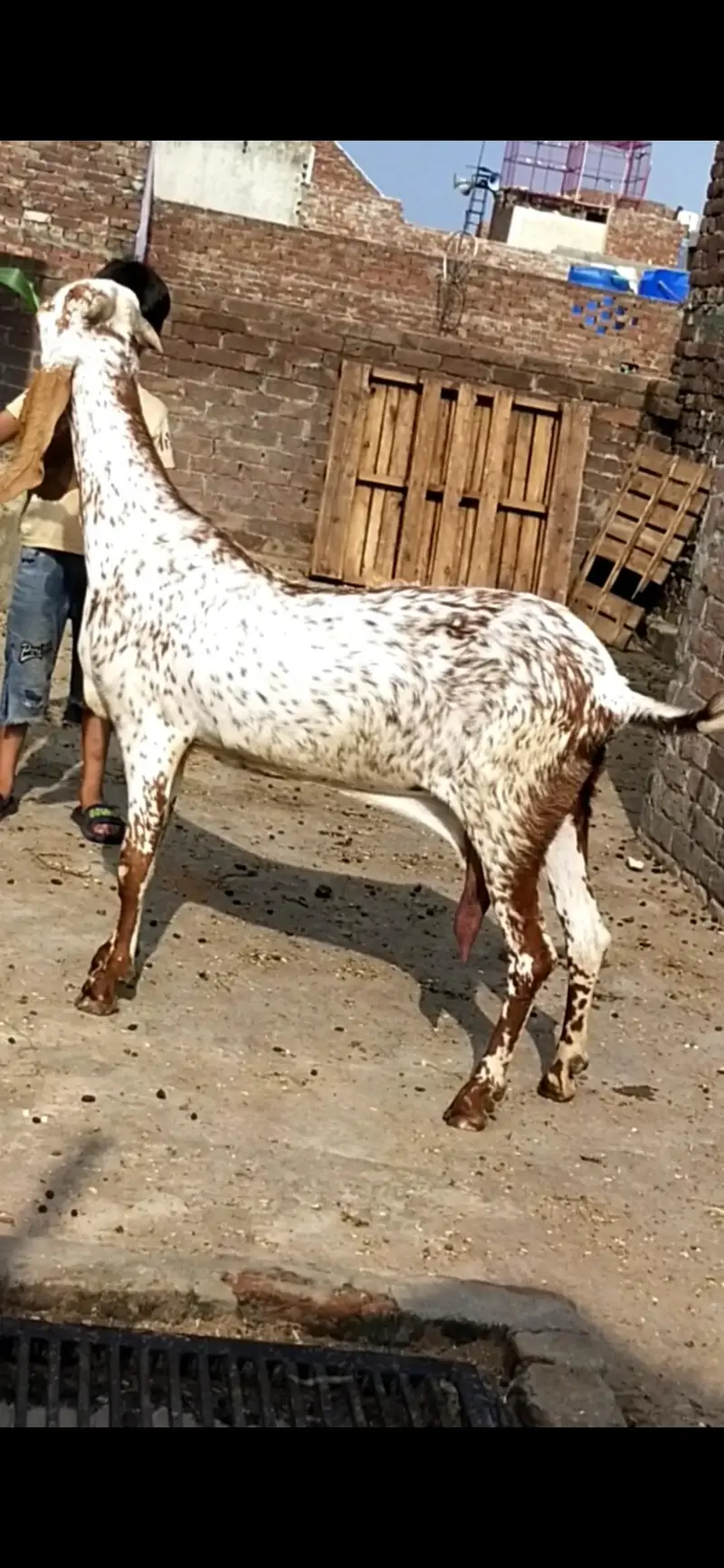 dasi makhi cheeni bakri with female path — photo 2