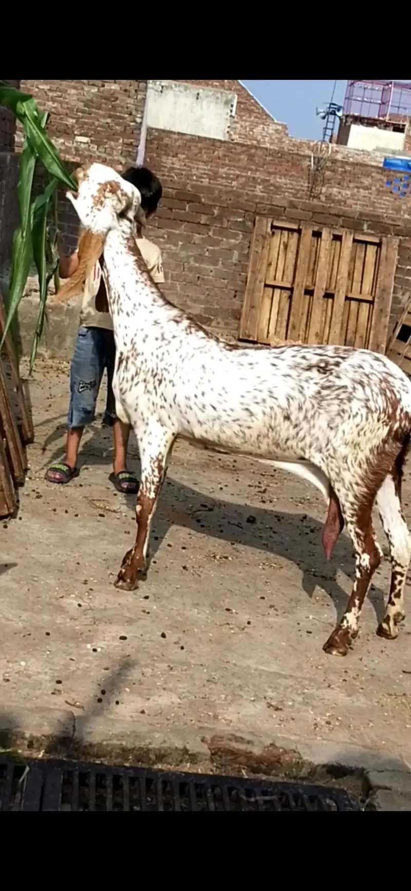 dasi makhi cheeni bakri with female path — photo 3