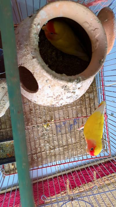 Lutino Lovebirds Pair with cage