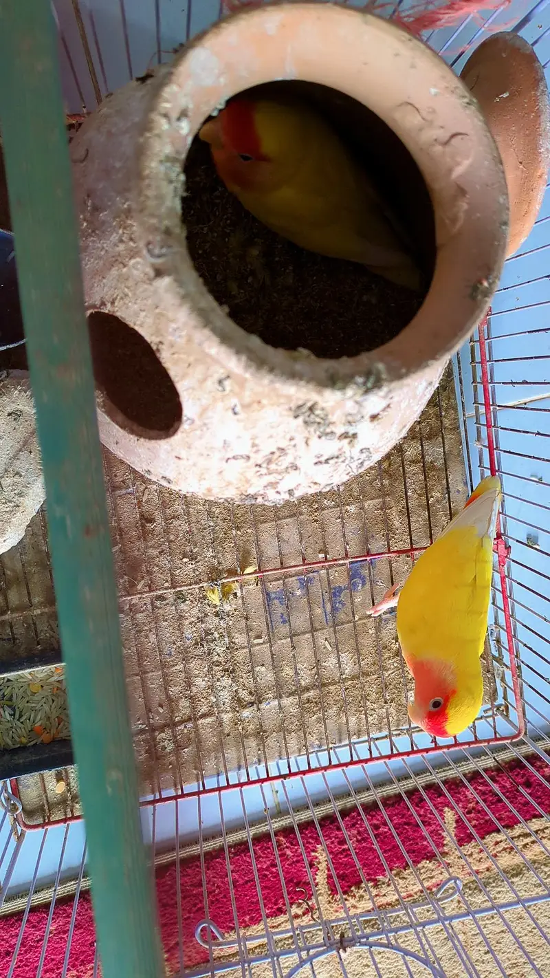 Lutino Lovebirds Pair with cage