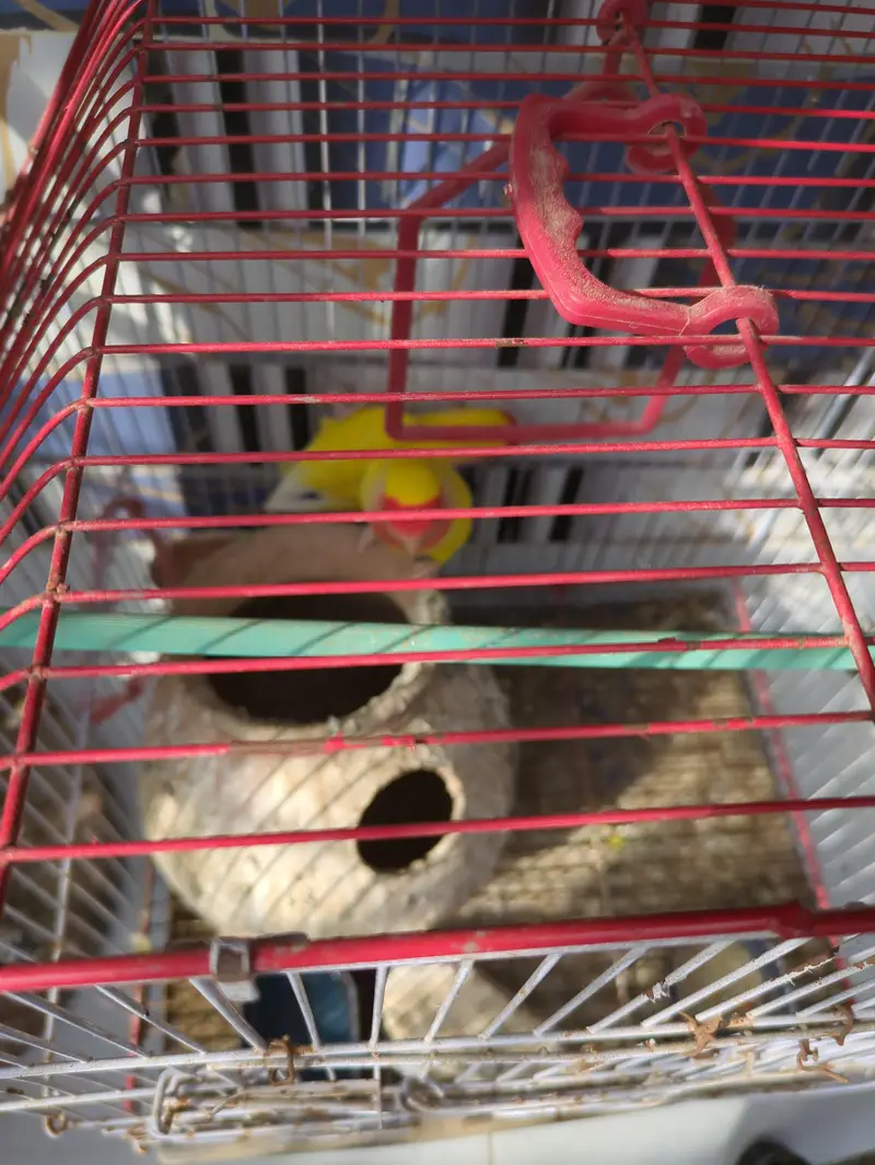 Lutino Lovebirds Pair with cage — photo 2