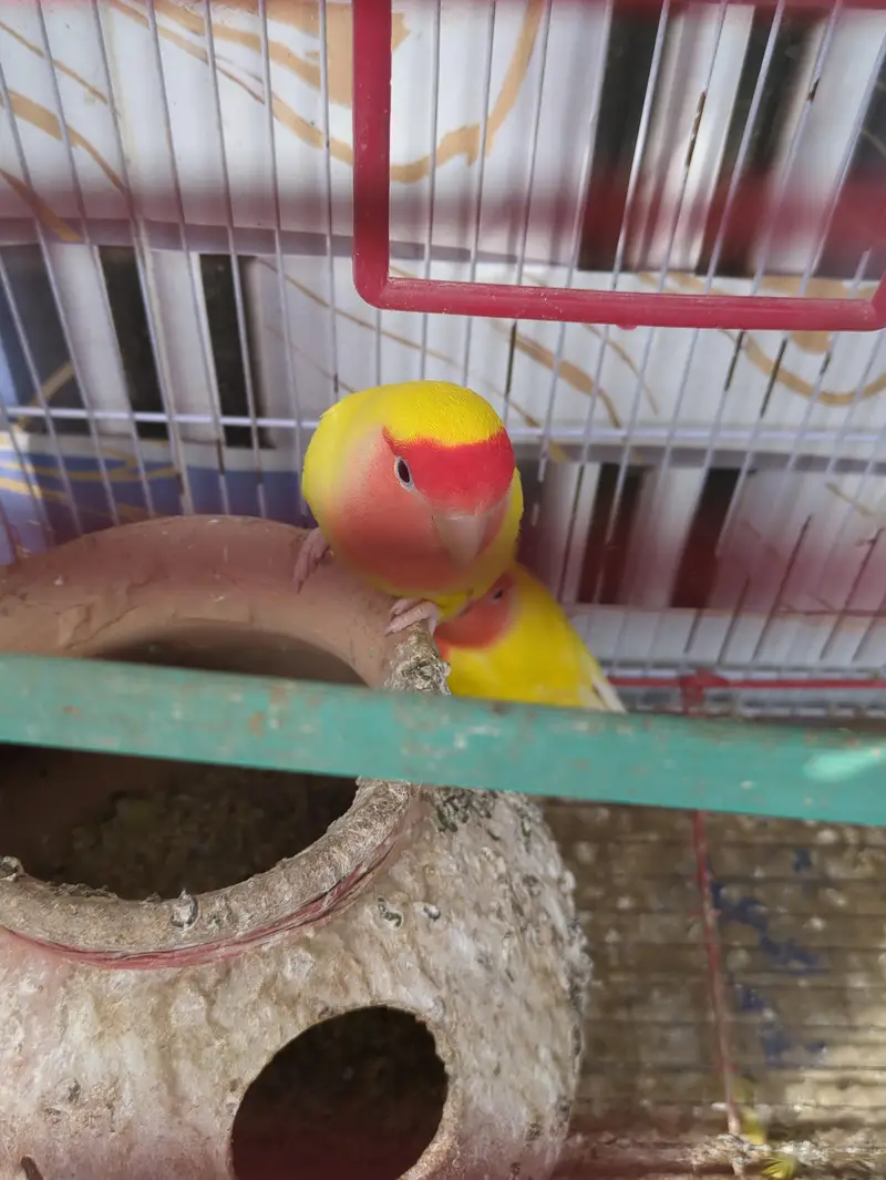 Lutino Lovebirds Pair with cage — photo 3
