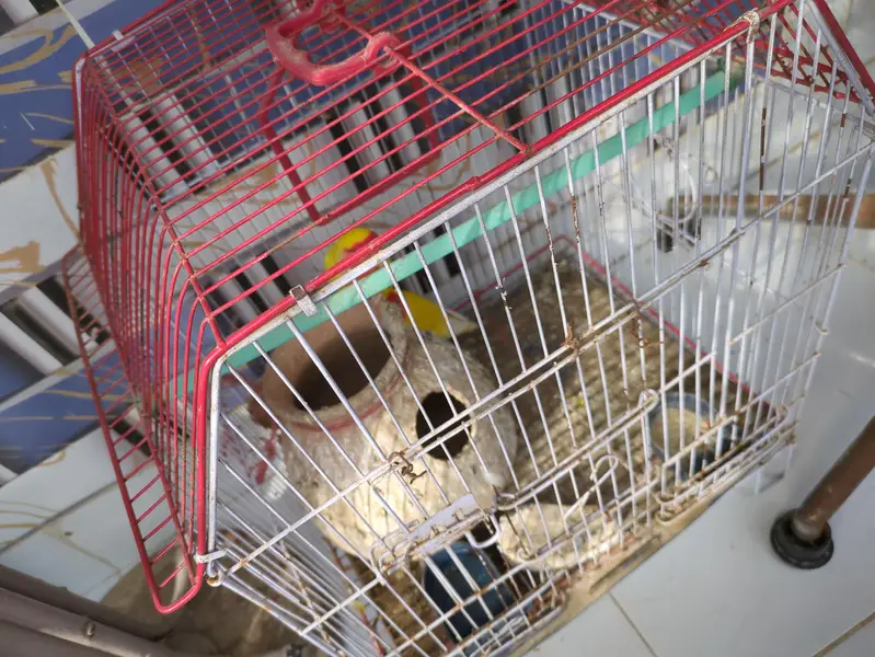 Lutino Lovebirds Pair with cage — photo 4