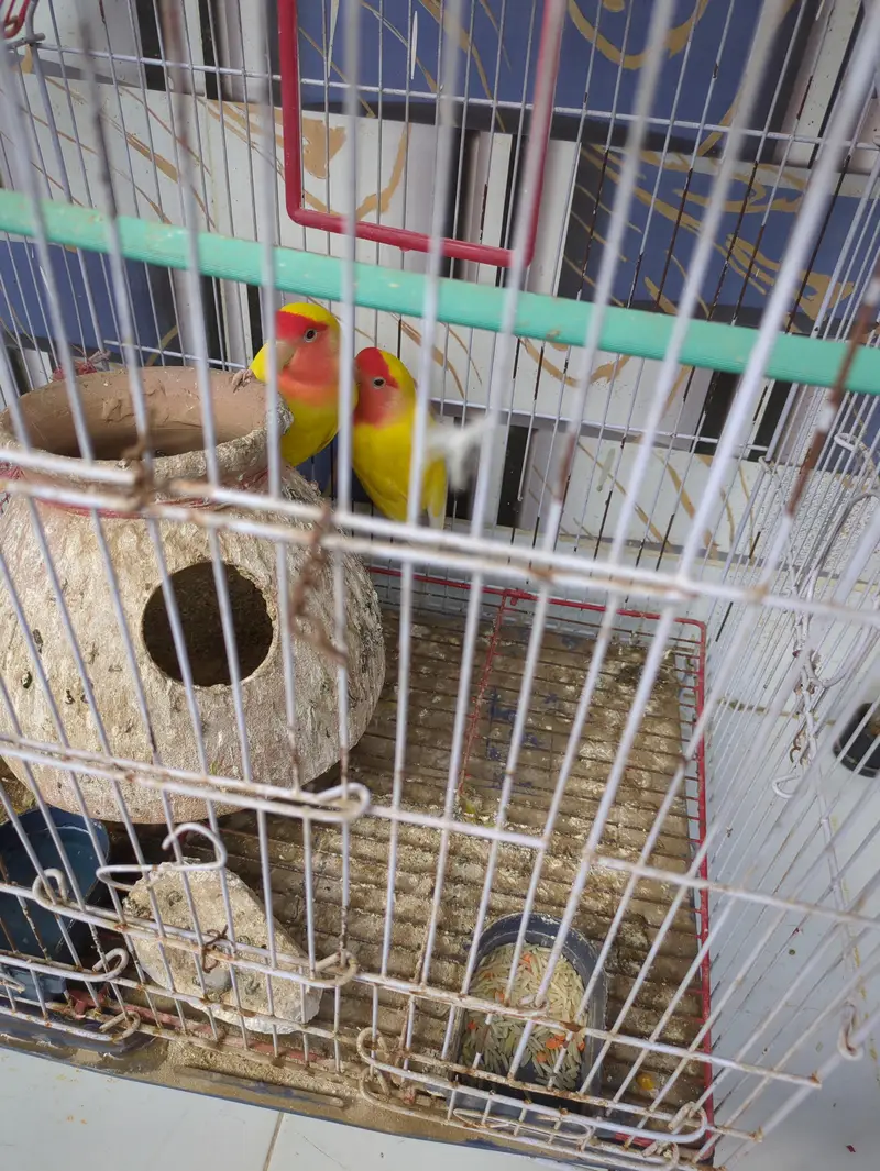 Lutino Lovebirds Pair with cage — photo 5