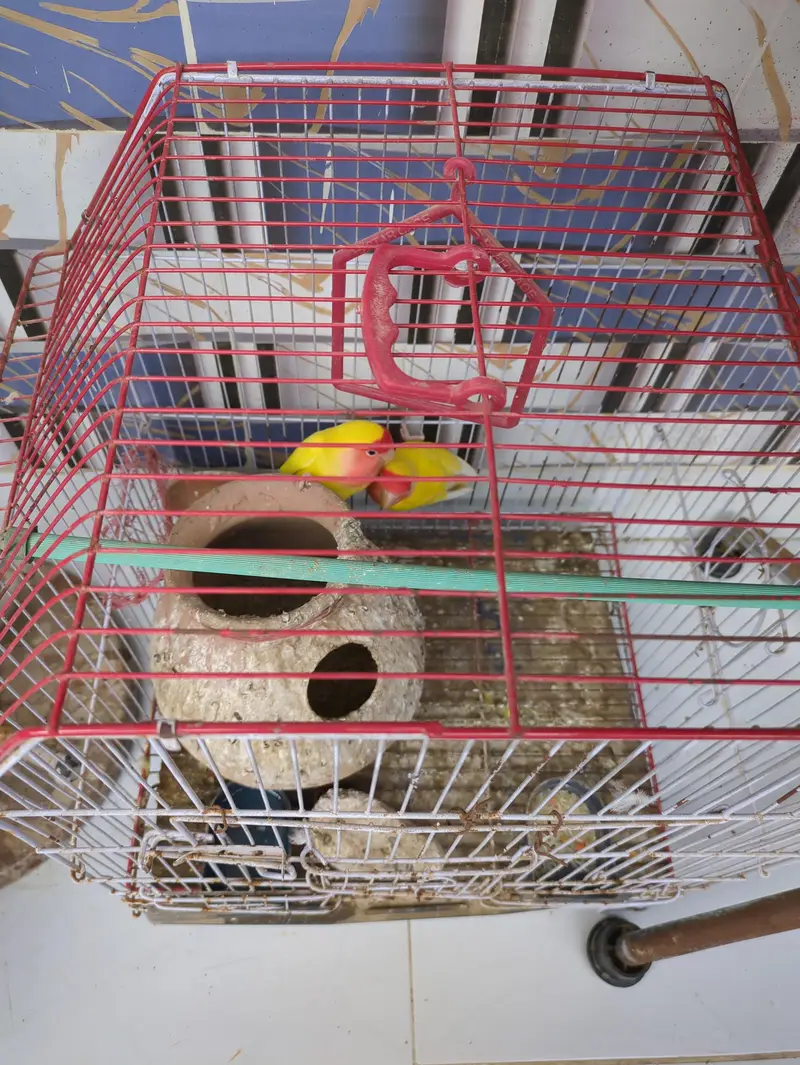 Lutino Lovebirds Pair with cage — photo 6