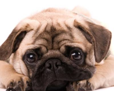 imported expensive dog at cheap and fix price