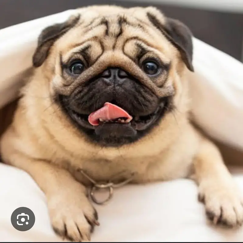 imported expensive dog at cheap and fix price — photo 2