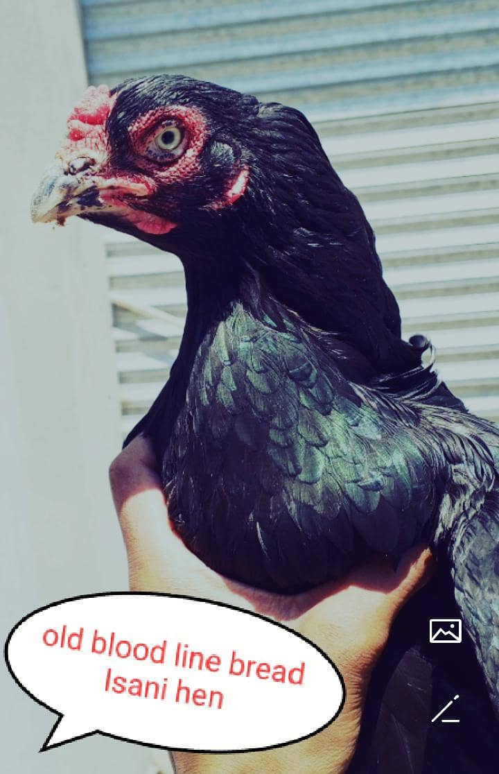 Aseel 0