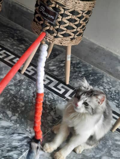 Cat for sale