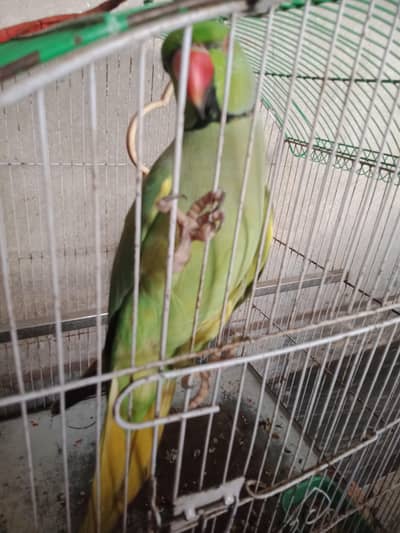 Pairot for sale