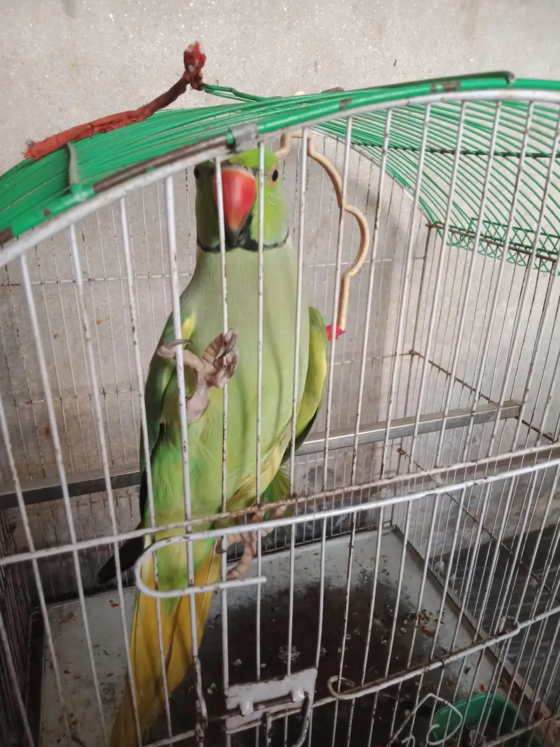 Pairot for sale — photo 2