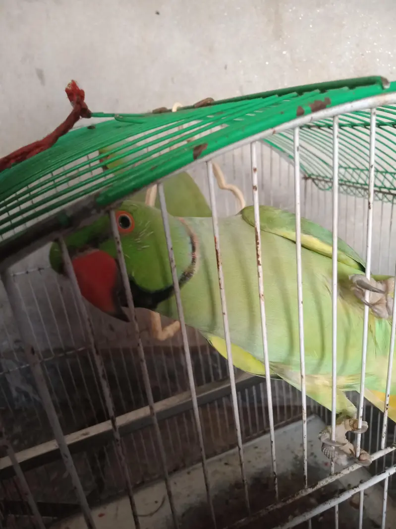 Pairot for sale — photo 3