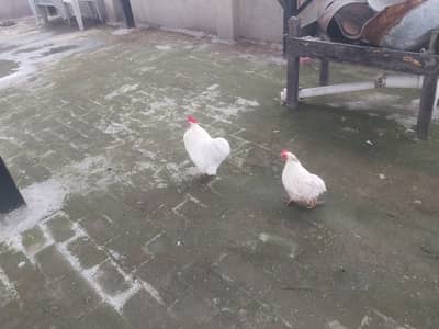 Breeder pair white phantom