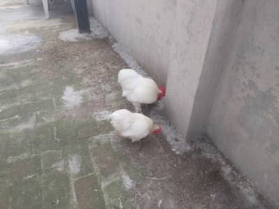 Breeder pair white bantam egg laying