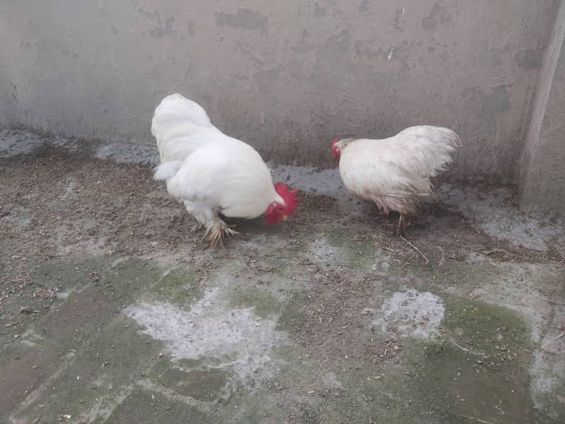 Breeder pair white bantam egg laying 1