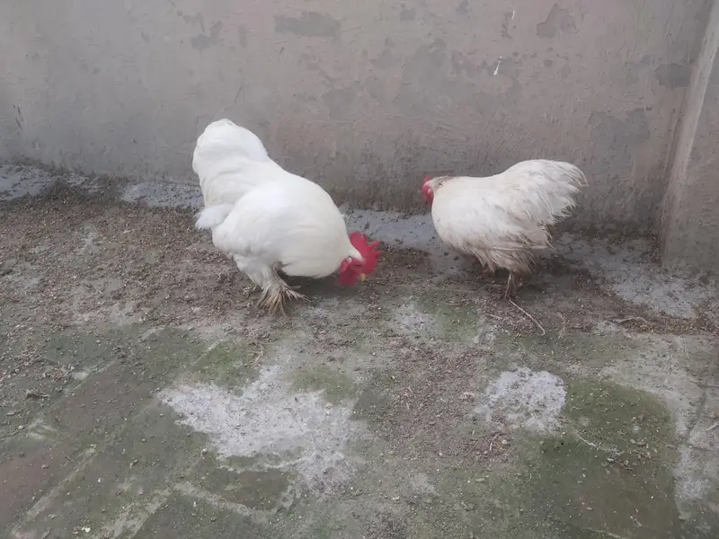 Breeder pair white bantam egg laying — photo 2
