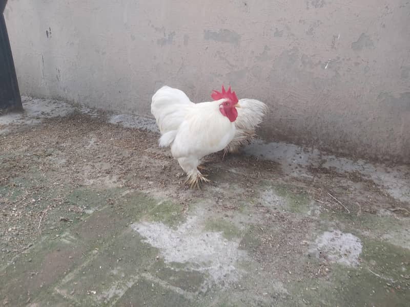 Breeder pair white bantam egg laying 2