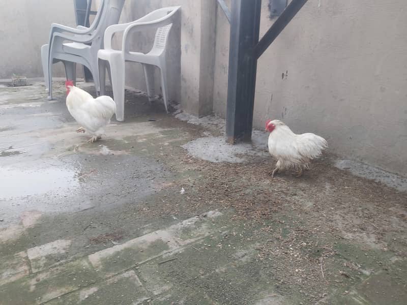 Breeder pair white bantam egg laying 3