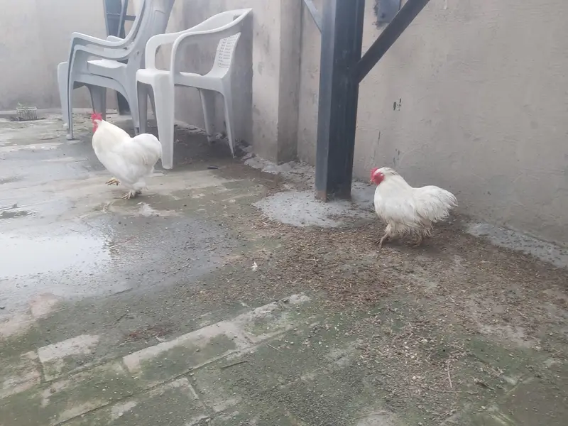 Breeder pair white bantam egg laying — photo 4