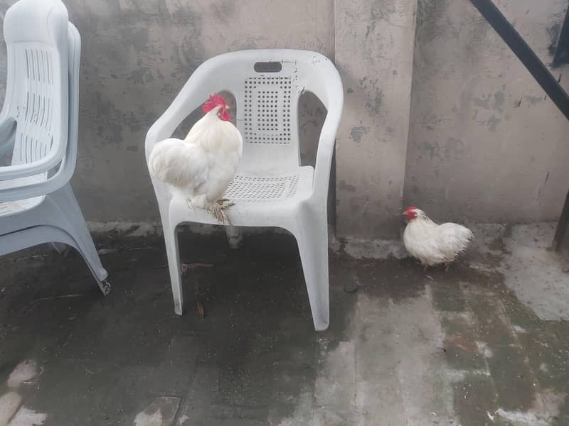 Breeder pair white bantam egg laying 4