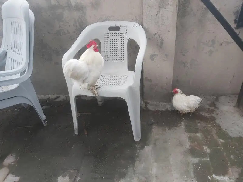 Breeder pair white bantam egg laying — photo 5