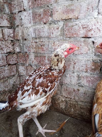 Pure Aseel Hens Paper white murga ka cross . 6000 per hen